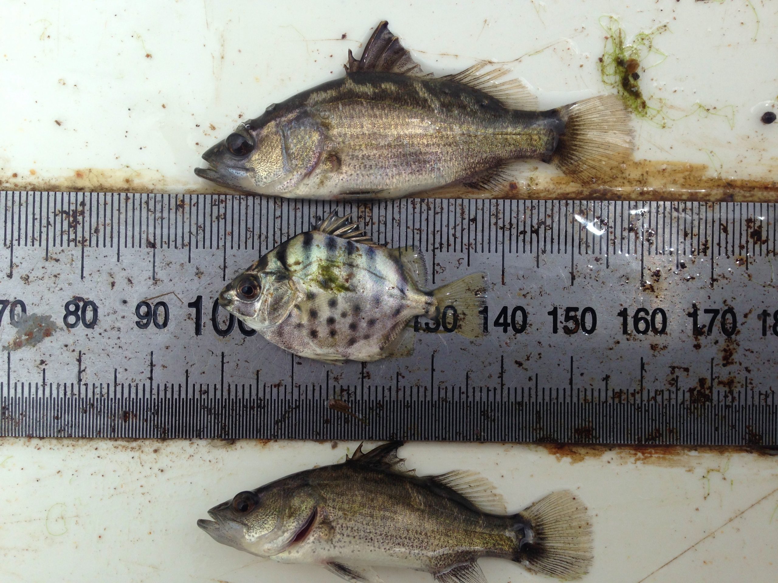 Juvenile barramundi.