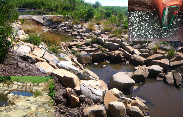 Figure 2. Lagoons Creek rock ramp fishway downstream of culverts (main), fishway trap full of fish (top right) and rock ramp fishway upstream of culverts (bottom left).