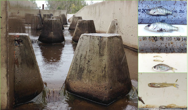 Figure 3. Looking upstream within the Boundary Creek concrete cone fishway (Main), inset from top to bottom (fish sampled in fishway trap): juvenile barramundi (43 mm (top) and 51 mm (bottom), juvenile empire gudgeon and threadfin silverbiddy, juvenile giant herring.