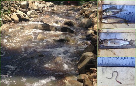  Figure 4. From left to right (clockwise) Fursden Creek rock ramp fishway, Agassiz’s glassfish, juvenile tarpon, juvenile sea mullet and a glass eel.