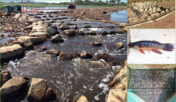 Figure 5. From left to right (clockwise) Tedlands Creek partial width rock ramp fishway, fishway prior to first flow event, snakehead gudgeon and a trap full of empire gudgeon.