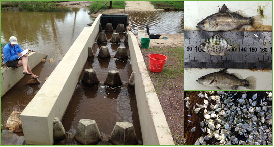 Figure 1. Clockwise from left: Boundary Creek concrete cone fishway, juvenile barramundi (top & bottom) banded scat (middle), Boundary Creek fishway trap full of banded scats and barramundi.