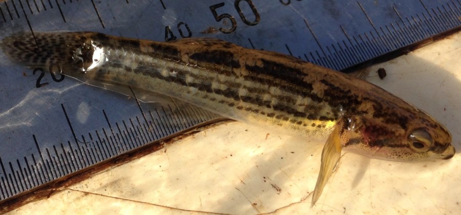 Striped gudgeon.