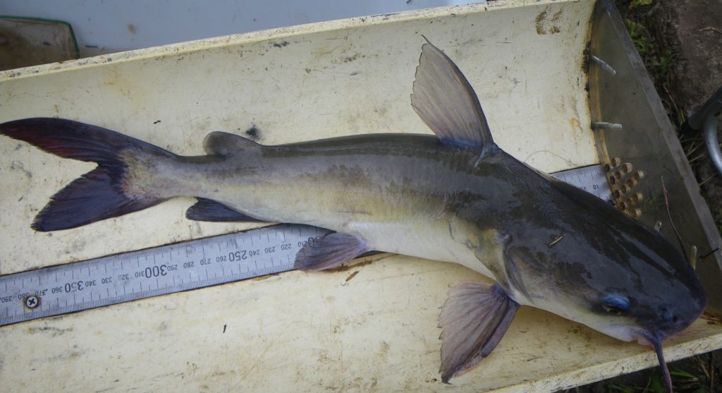 Forked-tail catfish.