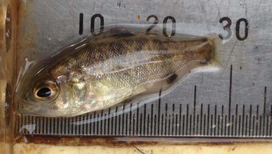 Juvenile Australian bass.