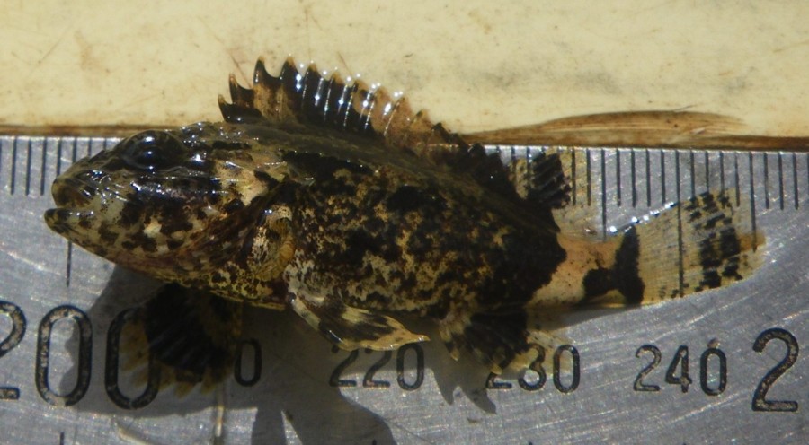 Juvenile bullrout.