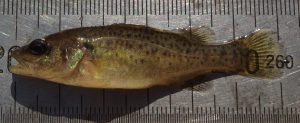 Juvenile Mary River Cod, which are endangered.