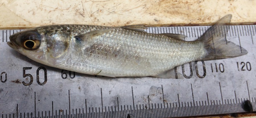 Juvenile sea mullet.