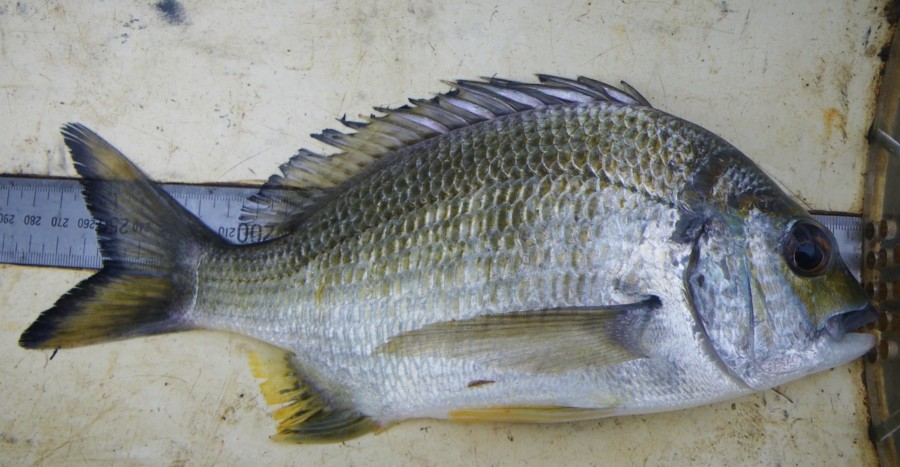 Yellow-fin bream.