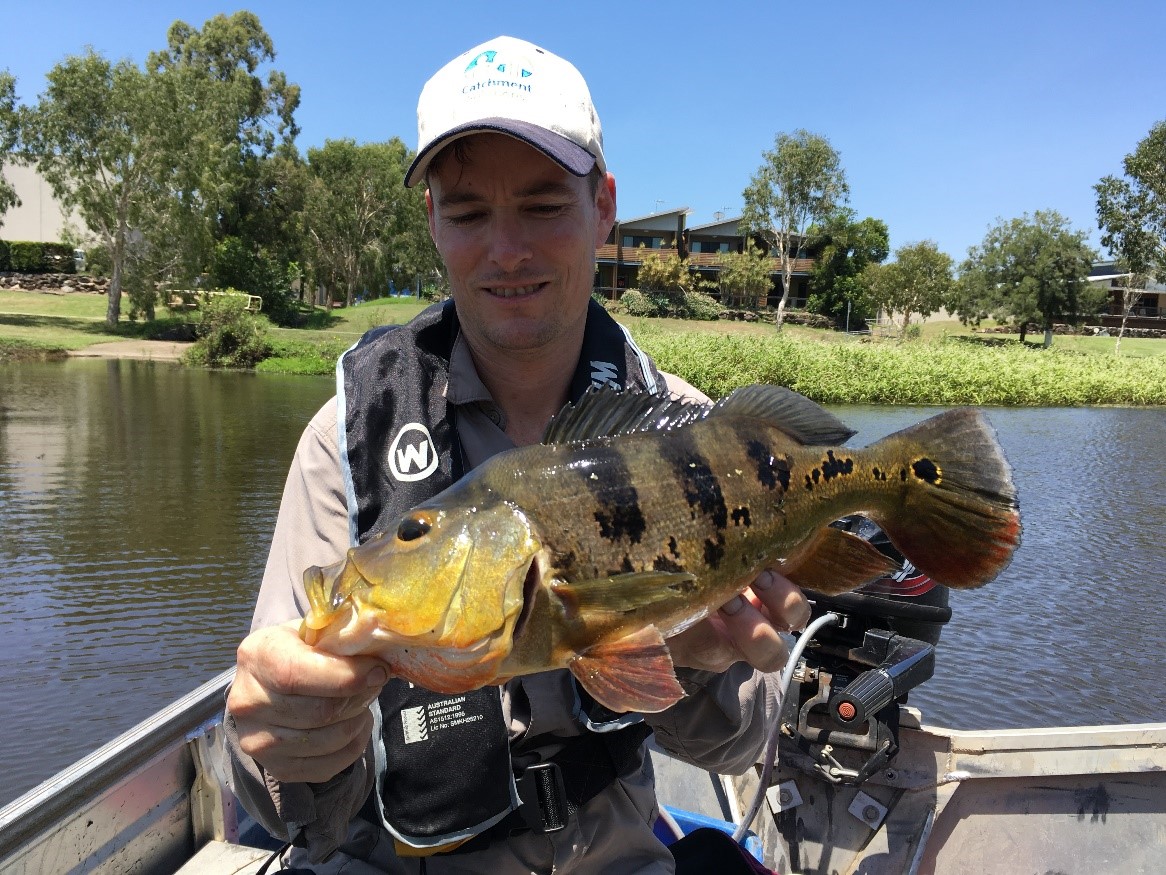 Peacock bass caught as part of the investigation