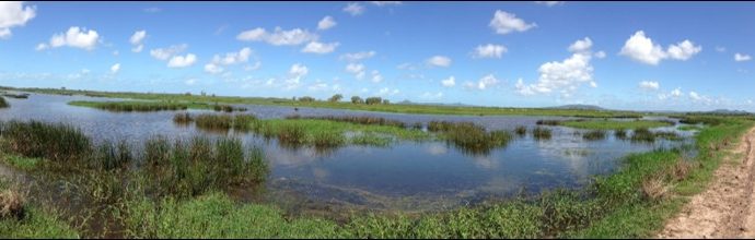 Ponded pasture wetland in central Queensland which provides habitat for juvenile barramundi and other valuable fisheries resources.