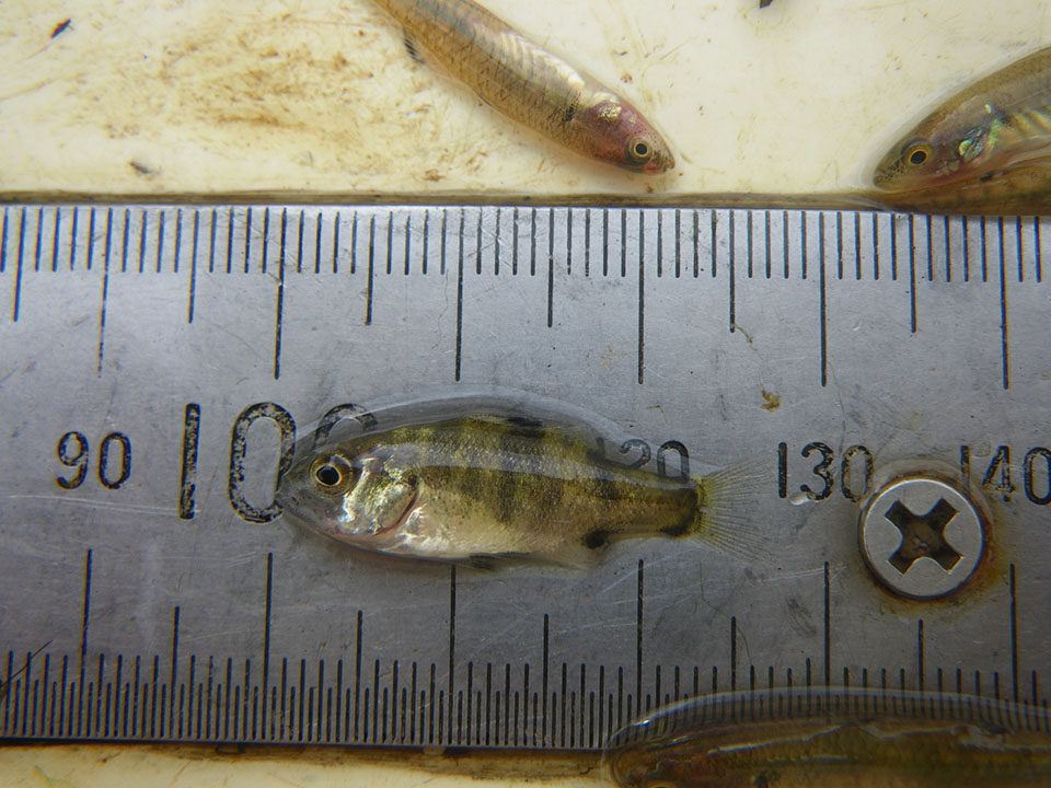 Slacks Creek Paradise juvenile 36 mm bass