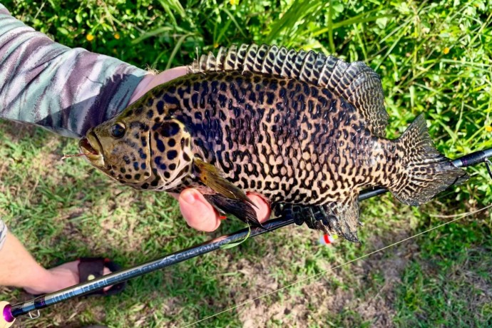 Jaguar Cichlid pest fish caught in Mackay