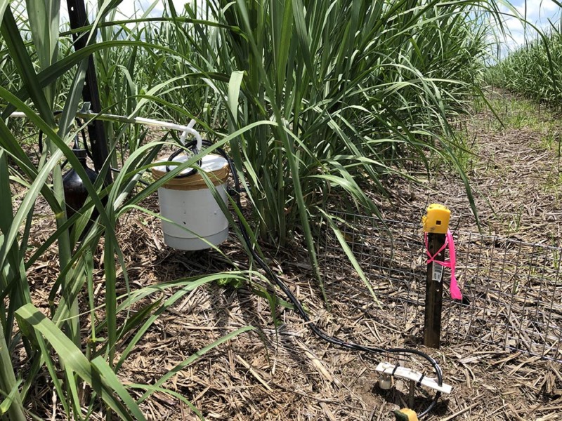 KP Sampler Cane Paddock