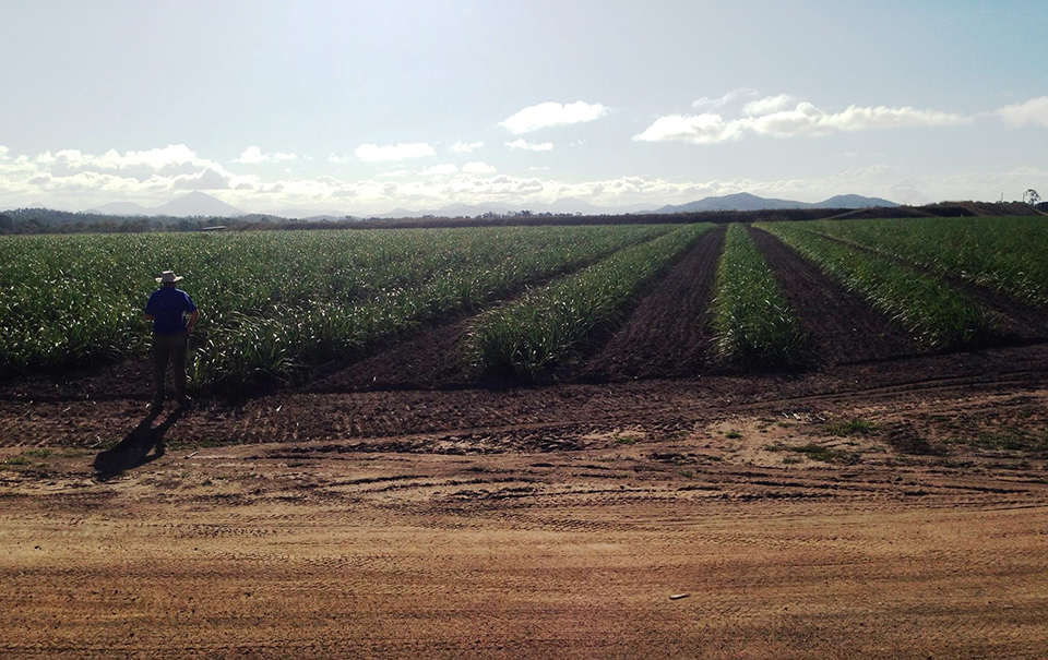 Catchment Solutions Sugarcane paddock and farmer