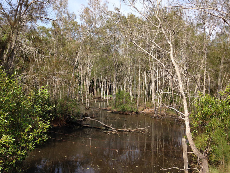 Bundaberg Habitat Loss Mapping 2