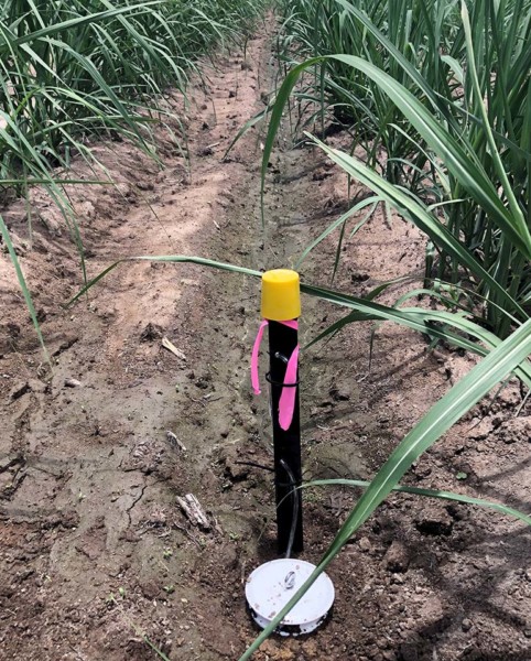 Pitfall Sampler Installed Sugarcane