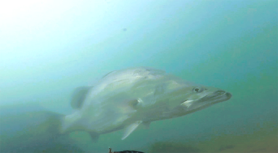 Underwater footage showing large barramundi on artificial reef fish habitat Bommie Modules in Queensland, Australia by Catchment Solutions