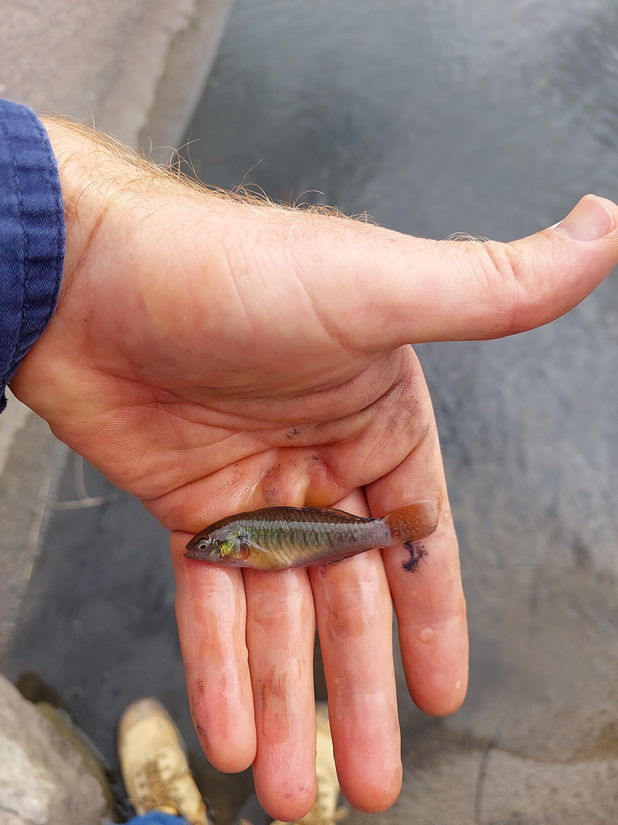 Empire Gudgeon Janes Creek Fish Salvage