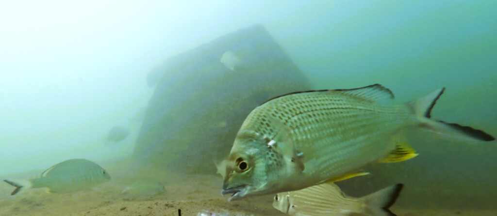 Underwater BRUV footage of fish including bream using the reef bommie module artificial reefs as fish habitat captured by Catchment Solutions, Queensland, Australia.