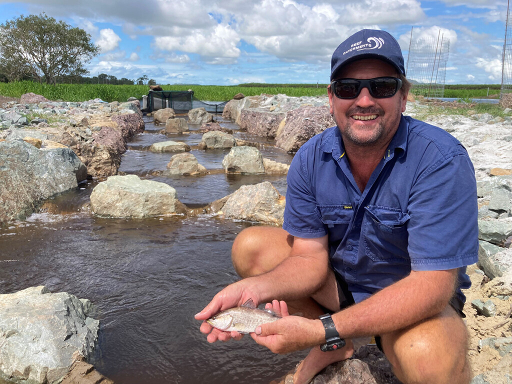 Fishway monitoring at the fishladder Macs Wetlands. Rock ramp fishway sampling or Fishladder monitoring results where juvenile barramundi, giant herring, empire gudgeon, striped scat recorded by Catchment Solutions sampling fish past a fish barrier, Queensland, Australia.