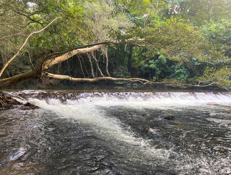 Catchment Solutions identifying fish habitat restoration sites Wet Tropics, North Queensland